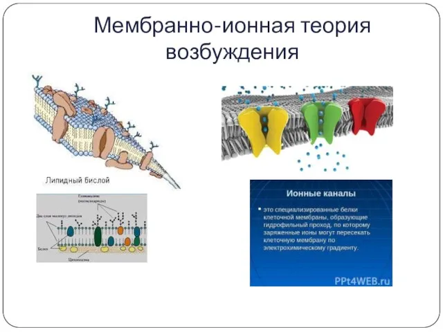 Мембранно-ионная теория возбуждения