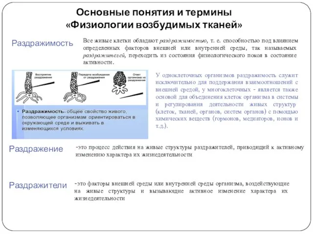 Основные понятия и термины «Физиологии возбудимых тканей» Раздражимость Все живые клетки