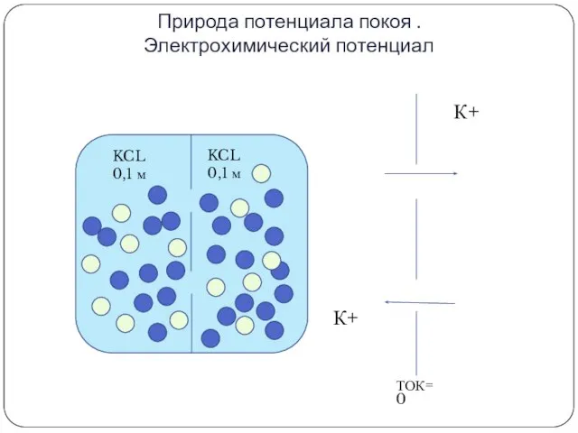Природа потенциала покоя . Электрохимический потенциал К+ KCL 0,1 м KCL 0,1 м К+ ТОК=0