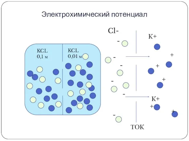 Электрохимический потенциал К+ KCL 0,1 м KCL 0,01 м К+ ТОК