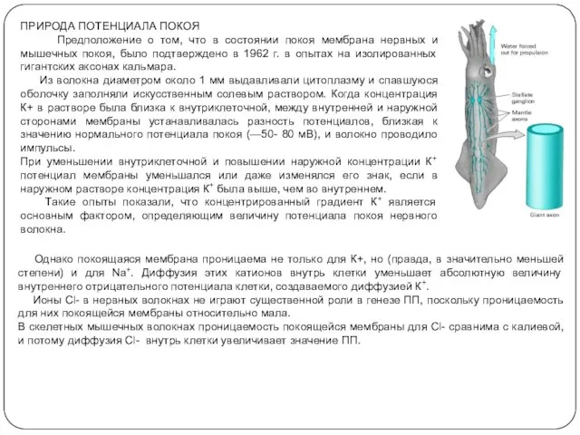 ПРИРОДА ПОТЕНЦИАЛА ПОКОЯ Предположение о том, что в состоянии покоя мембрана