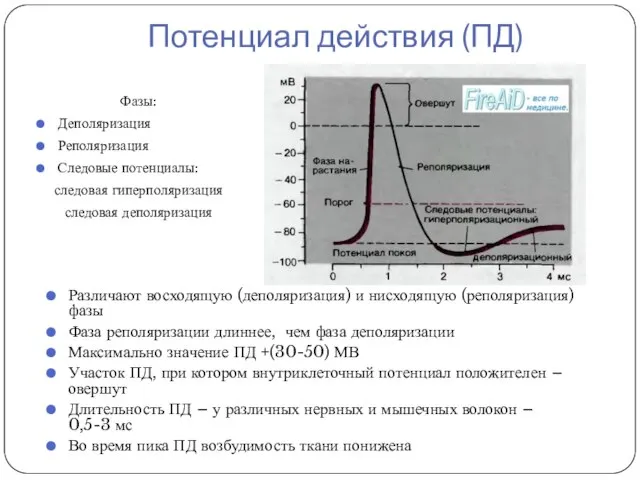 Потенциал действия (ПД) Фазы: Деполяризация Реполяризация Следовые потенциалы: следовая гиперполяризация следовая