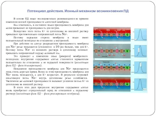 Потенциал действия. Ионный механизм возникновения ПД В основе ПД лежат последовательно