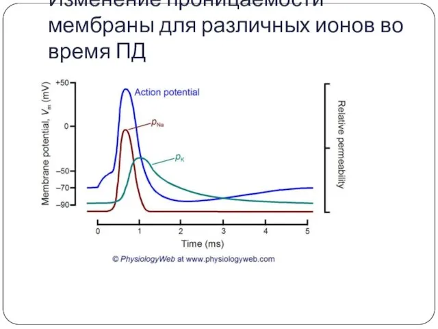 Изменение проницаемости мембраны для различных ионов во время ПД