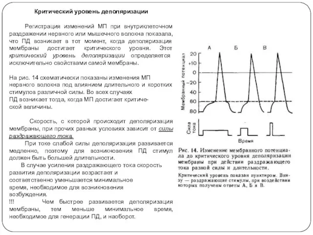 Критический уровень деполяризации Регистрация изменений МП при внутриклеточном раздражении нервного или