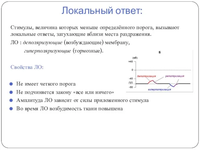 Локальный ответ: Стимулы, величина которых меньше опреде­лённого порога, вызывают локальные ответы,