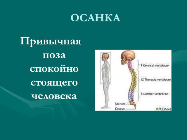 ОСАНКА Привычная поза спокойно стоящего человека