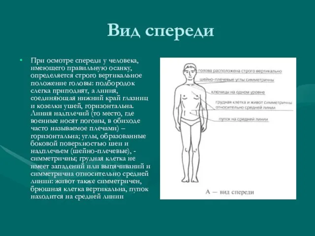 Вид спереди При осмотре спереди у человека, имеющего правильную осанку, определяется