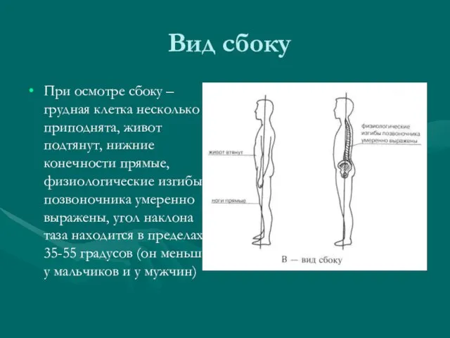 Вид сбоку При осмотре сбоку – грудная клетка несколько приподнята, живот