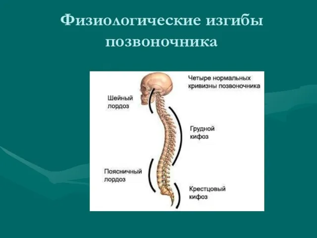 Физиологические изгибы позвоночника