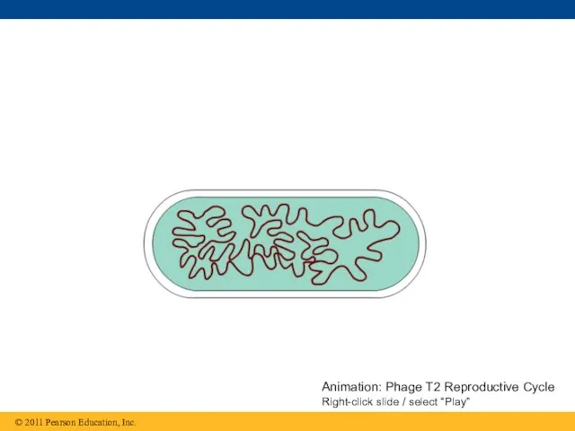 Animation: Phage T2 Reproductive Cycle Right-click slide / select “Play”
