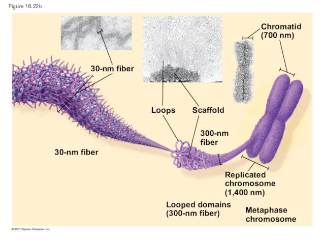 Figure 16.22b 30-nm fiber 30-nm fiber Loops Scaffold 300-nm fiber Chromatid