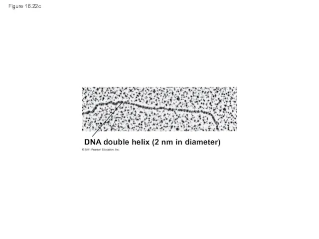 Figure 16.22c DNA double helix (2 nm in diameter)