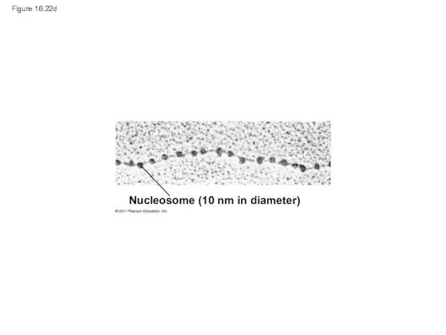 Figure 16.22d Nucleosome (10 nm in diameter)