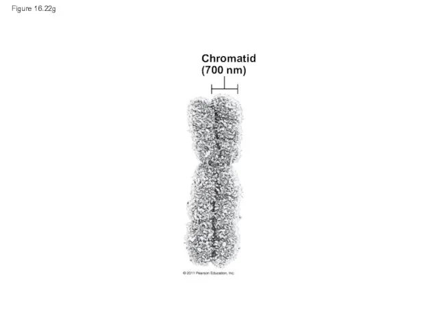 Figure 16.22g Chromatid (700 nm)