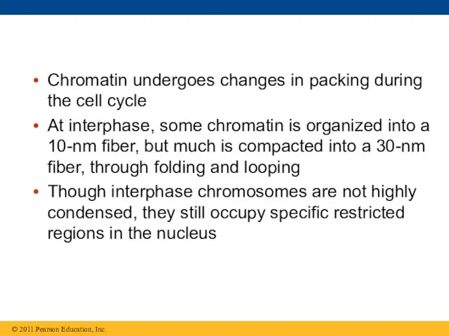 Chromatin undergoes changes in packing during the cell cycle At interphase,