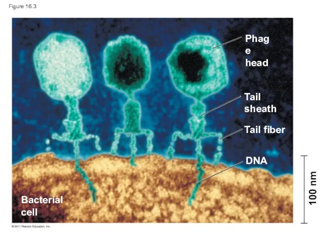 Figure 16.3 Phage head Tail sheath Tail fiber DNA Bacterial cell 100 nm