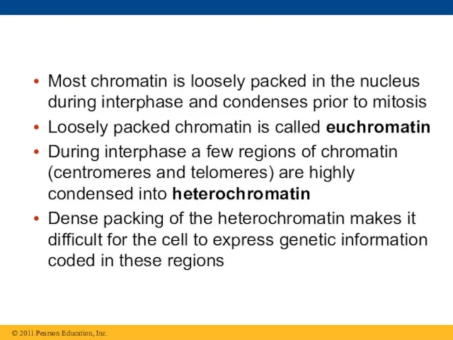 Most chromatin is loosely packed in the nucleus during interphase and