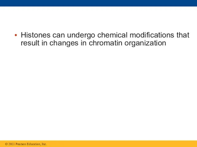 Histones can undergo chemical modifications that result in changes in chromatin organization