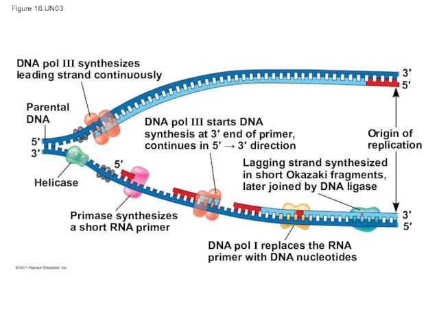 Figure 16.UN03 DNA pol III synthesizes leading strand continuously Parental DNA