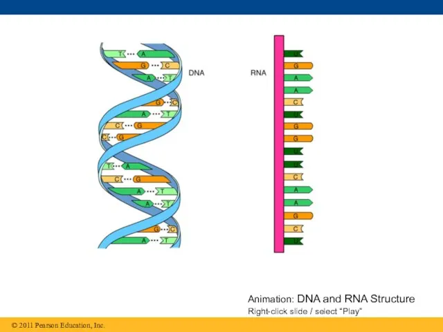 Animation: DNA and RNA Structure Right-click slide / select “Play”