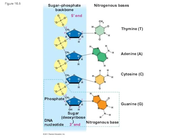 Figure 16.5 Sugar–phosphate backbone Nitrogenous bases Thymine (T) Adenine (A) Cytosine