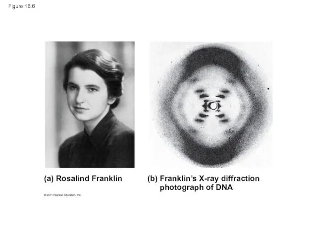 Figure 16.6 (a) Rosalind Franklin