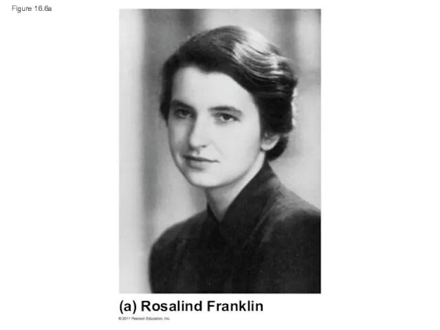 Figure 16.6a (a) Rosalind Franklin