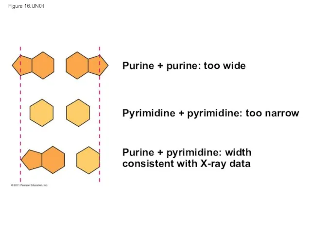 Figure 16.UN01 Purine + purine: too wide Pyrimidine + pyrimidine: too