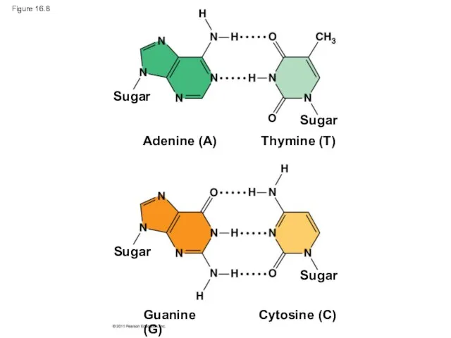 Figure 16.8 Sugar Sugar Sugar Sugar Adenine (A) Thymine (T) Guanine (G) Cytosine (C)