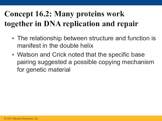 Concept 16.2: Many proteins work together in DNA replication and repair