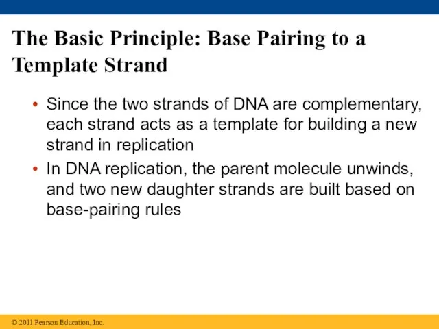 The Basic Principle: Base Pairing to a Template Strand Since the