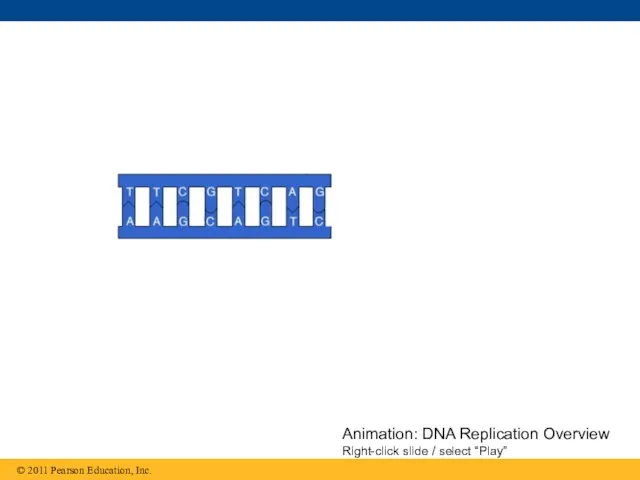 Animation: DNA Replication Overview Right-click slide / select “Play”