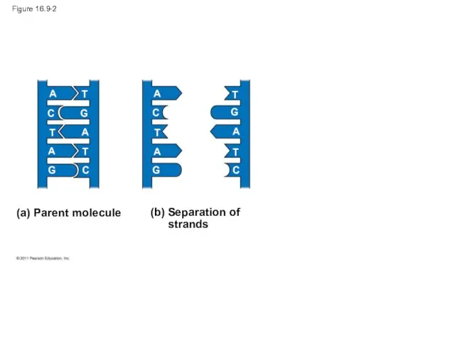 Figure 16.9-2 (a) Parent molecule A A A A A A