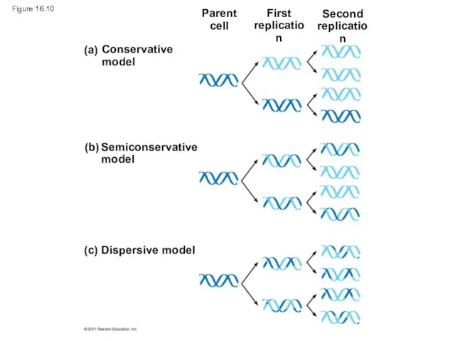 Figure 16.10 (c) Dispersive model Parent cell First replication Second replication