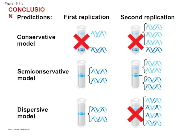 Figure 16.11b Predictions: First replication Second replication Conservative model Semiconservative model Dispersive model CONCLUSION