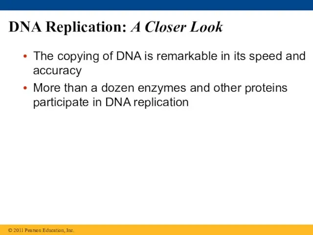 DNA Replication: A Closer Look The copying of DNA is remarkable