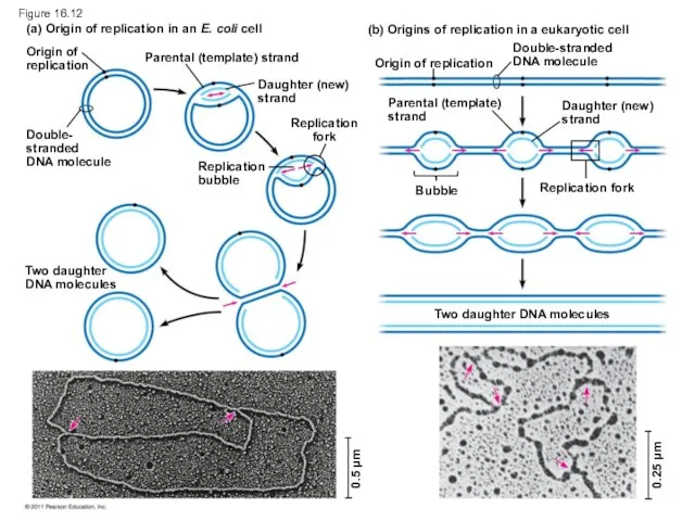 Figure 16.12 (a) Origin of replication in an E. coli cell