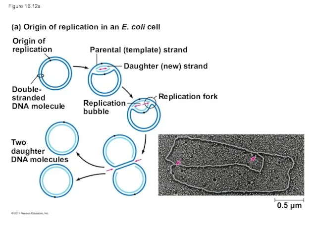Figure 16.12a (a) Origin of replication in an E. coli cell