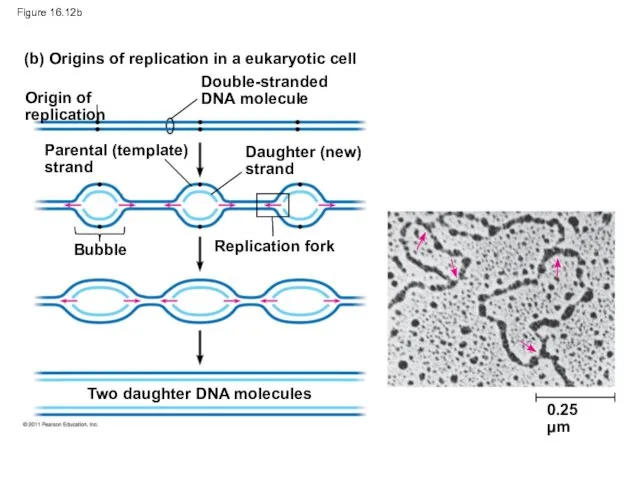 Figure 16.12b (b) Origins of replication in a eukaryotic cell Origin