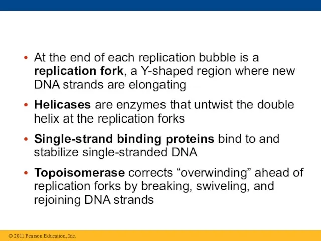 At the end of each replication bubble is a replication fork,