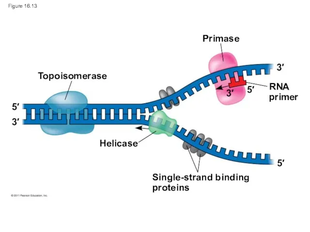 Figure 16.13 Topoisomerase Primase RNA primer Helicase Single-strand binding proteins 5′ 3′ 5′ 5′ 3′ 3′