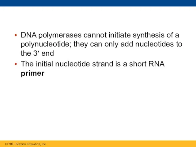 DNA polymerases cannot initiate synthesis of a polynucleotide; they can only