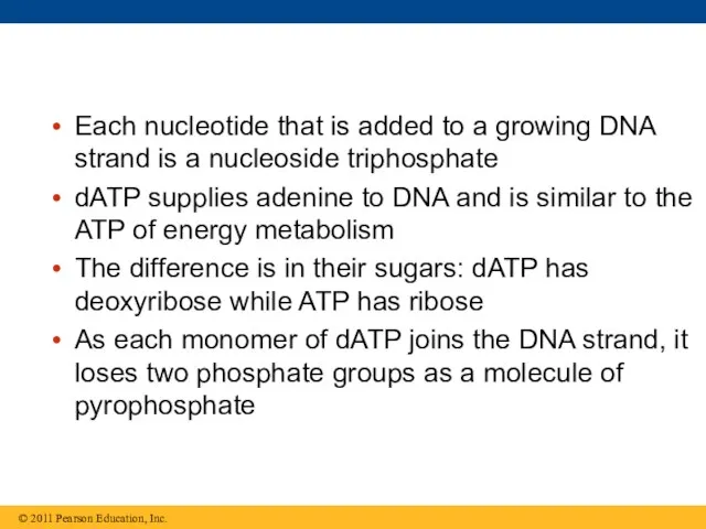 Each nucleotide that is added to a growing DNA strand is