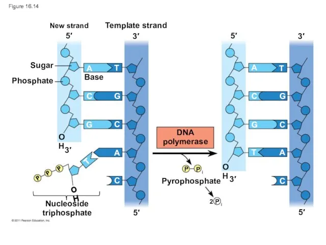 Figure 16.14 New strand Template strand Sugar Phosphate Base Nucleoside triphosphate