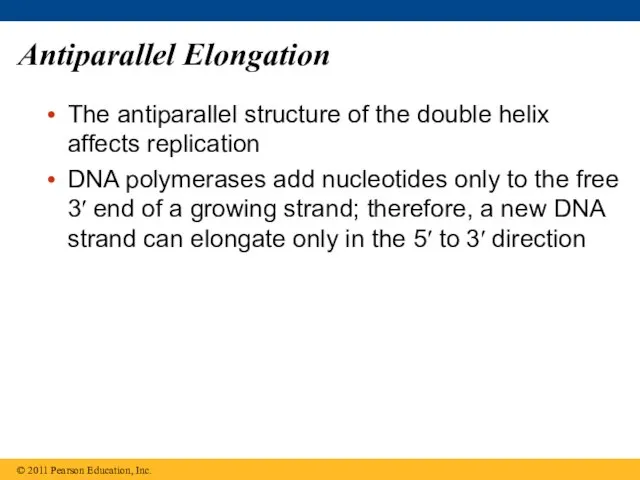 Antiparallel Elongation The antiparallel structure of the double helix affects replication