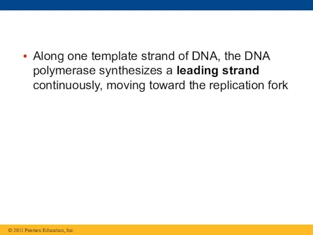 Along one template strand of DNA, the DNA polymerase synthesizes a