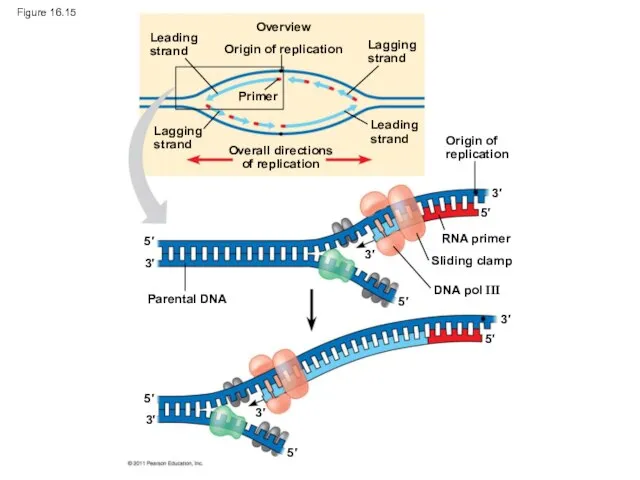 Figure 16.15 Leading strand Lagging strand Overview Origin of replication Lagging