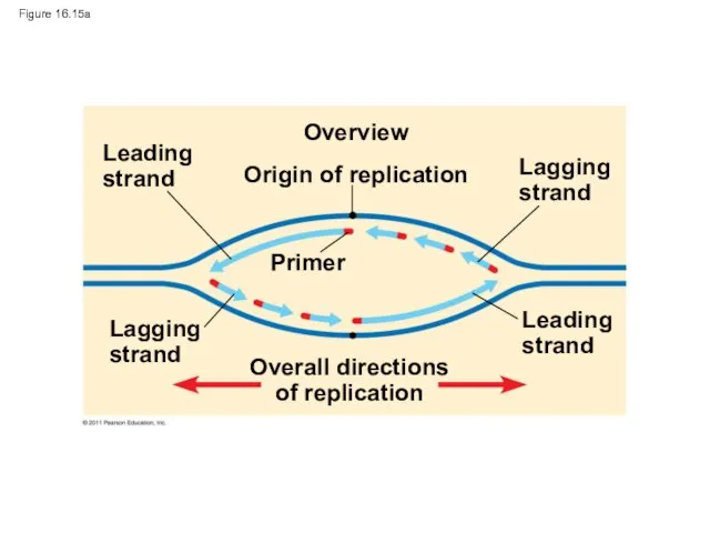 Figure 16.15a Leading strand Lagging strand Overview Origin of replication Lagging