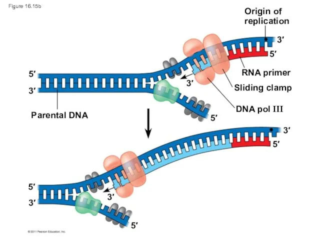 Origin of replication RNA primer Sliding clamp DNA pol III Parental
